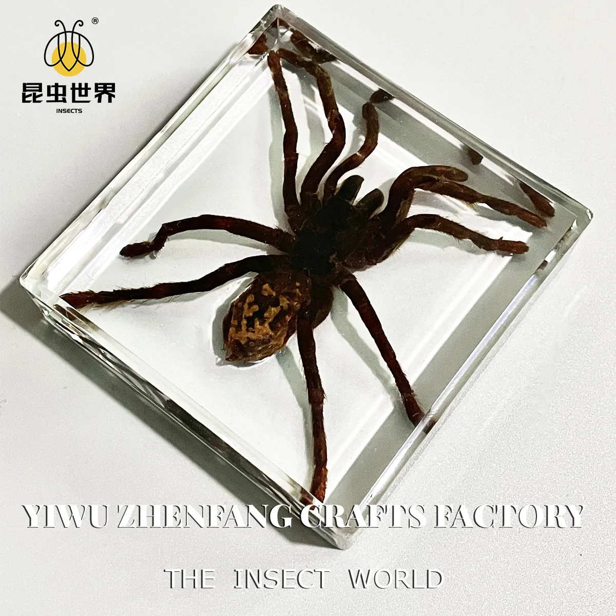 Spider Specimen in Transparent Amber Acrylic Resin Ornament
