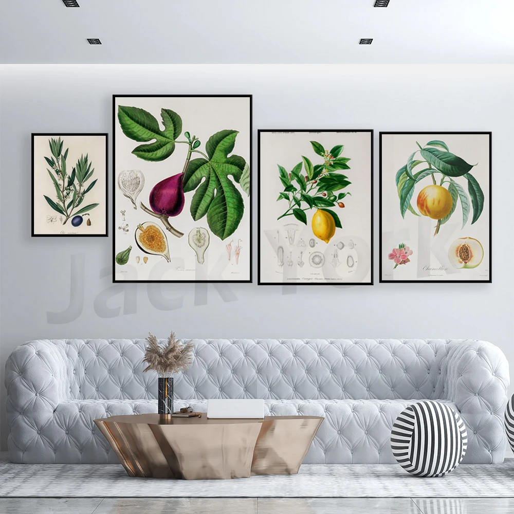 Botanica medica Illustrazione  - Plant Jackfruit recensione e prezzo