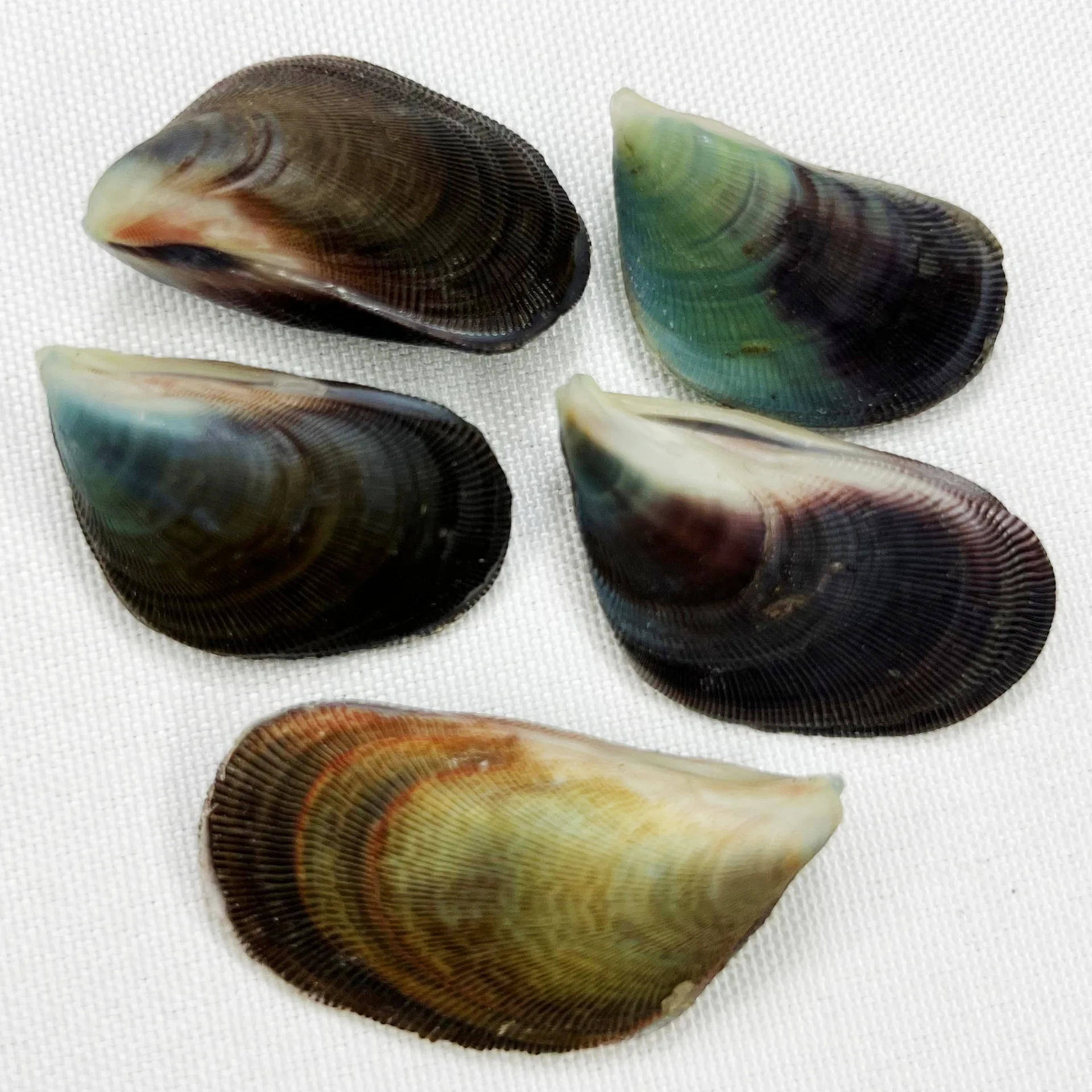 Natural Dosinia Shell - Handpicked Seashells for DIY Home Decor, Marine Themed Crafts, Ocean Inspired Ornaments, Shell Collectio