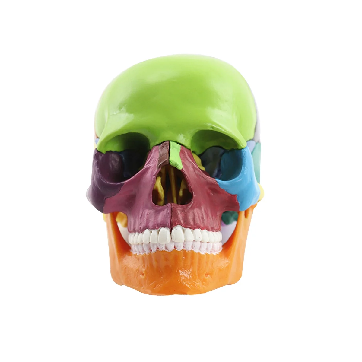 Medical-Skull Human Body Model Education Skull Model 1:2 for Student Teaching Study Assembling Model,Multicolor