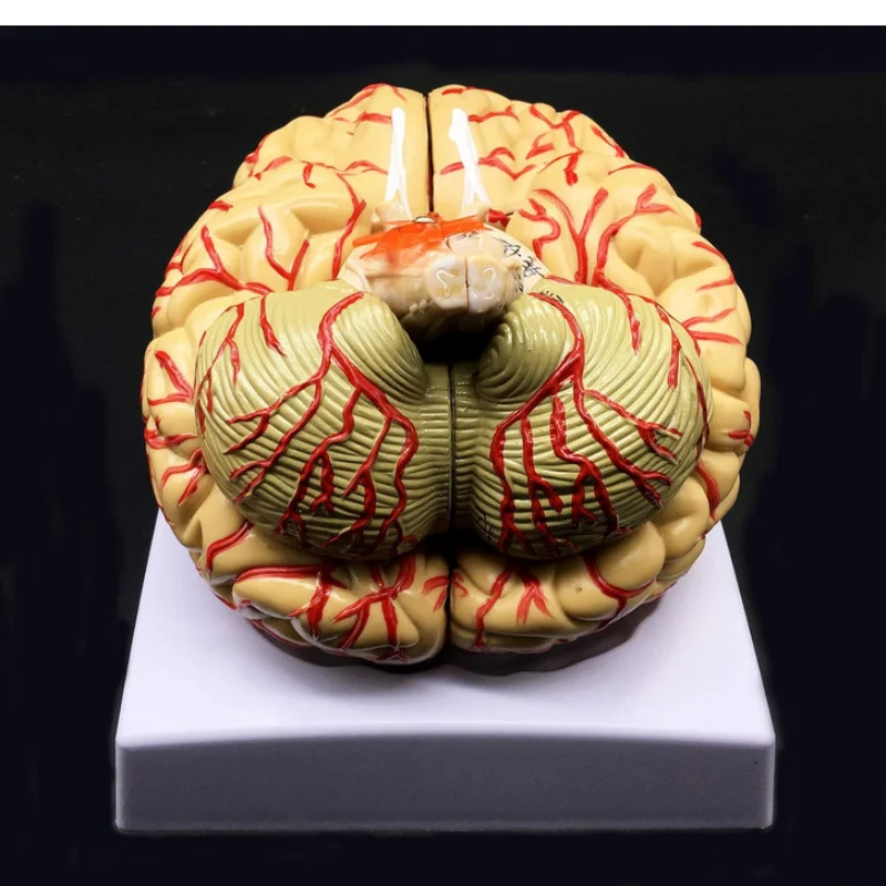نموذج تشريحي لشريط الدماغ البشري بالحجم الطبيعي مكون من 8 أجزاء لعلم الأعصاب وتعليم الدماغ التشريحي نموذج تقسيم الدماغ القابل للفصل