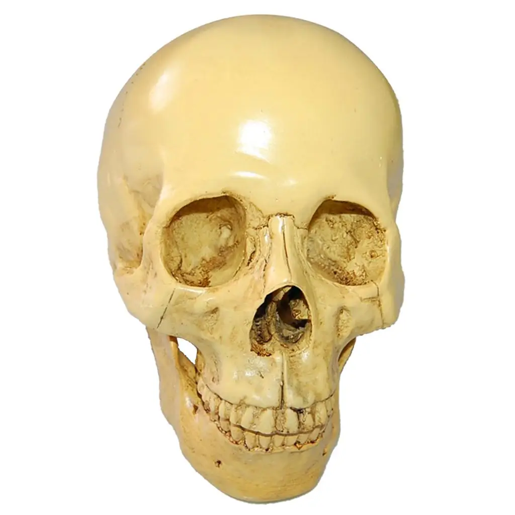 Human Skull Simulation 1:1 Realistic Replica Gothic Skeleton Head Model Figurine