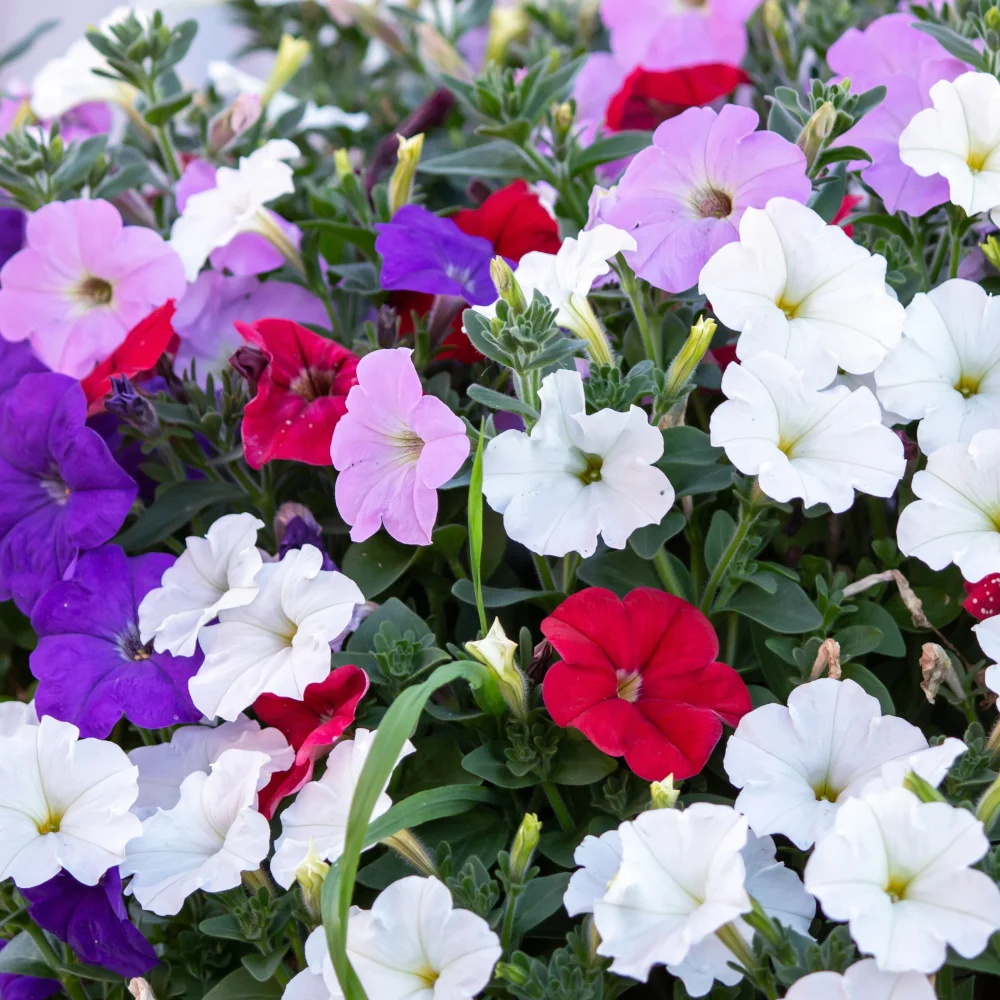 Petunia dangling mix balcony mix 0.3g flower seeds for home and garden terrace flowers