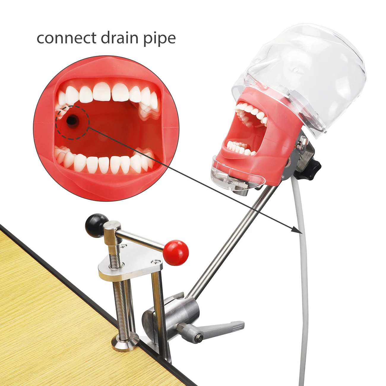 Dental Simulator Nissin Manikin Phantom Head Dentist Phantom Head Model with Style Bench Mount for Dentistry Education