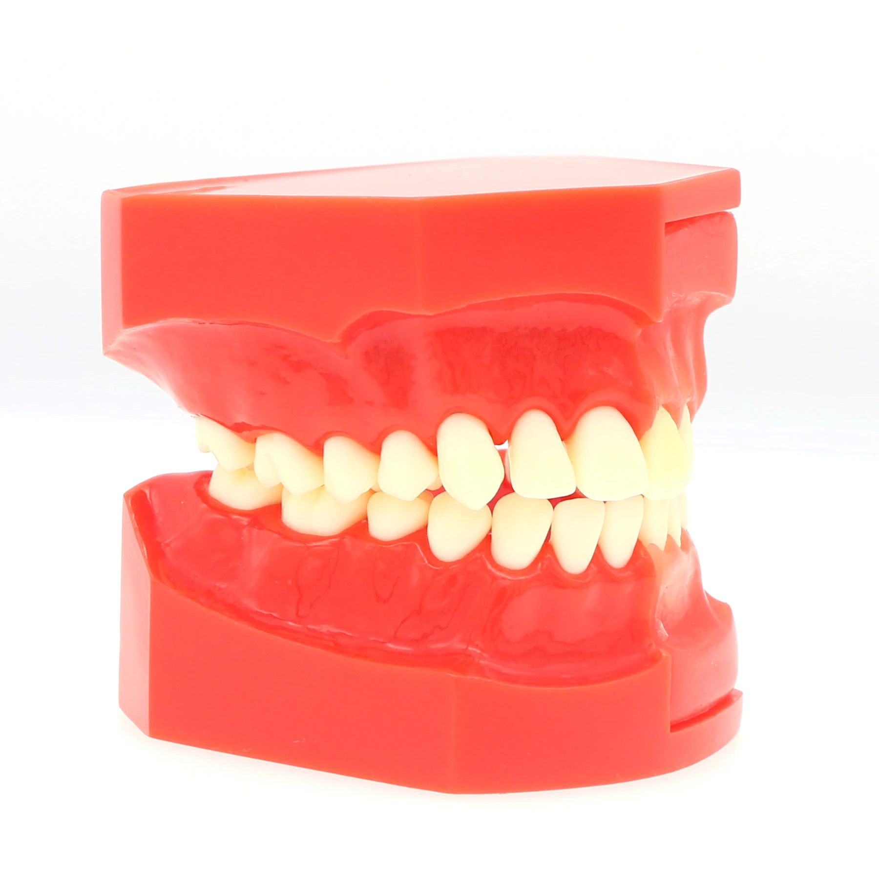 Dental Teeth Model Detached upper and lower jaw X-ray images Model Dentists Teaching Demo Model