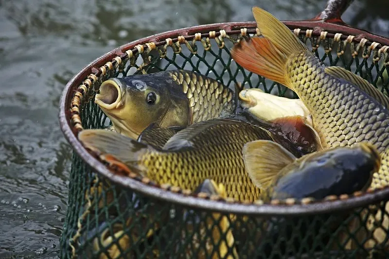 

Front Urethane Bumper Sponge Foam VS117 For Kyosho FW06 1/10 Models RC Car Upgrade Parts Spare Accessories