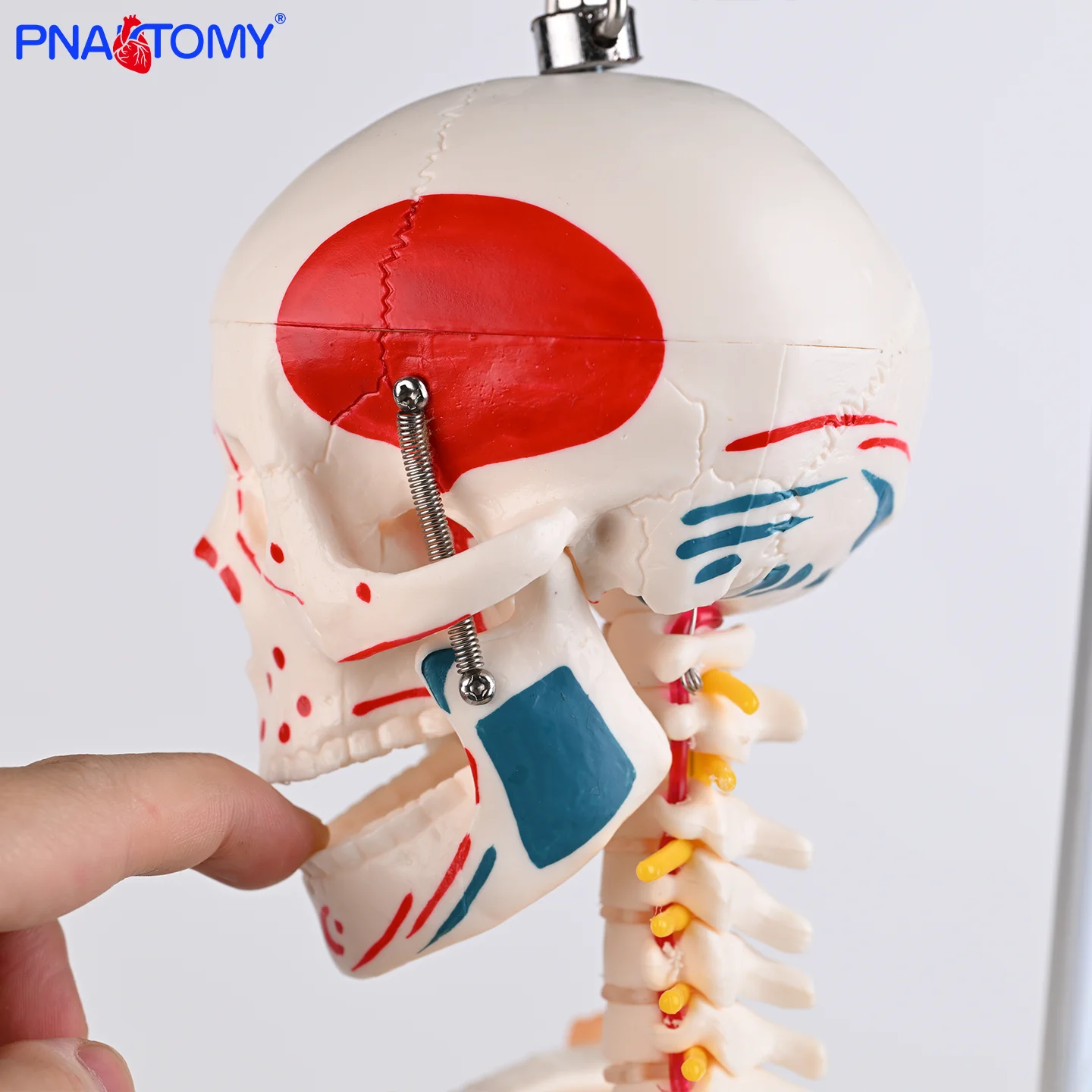 

Flexible Specimen Model of Bone Ligament of 85cm Semitendinous Muscle Starting Point and Ending Point