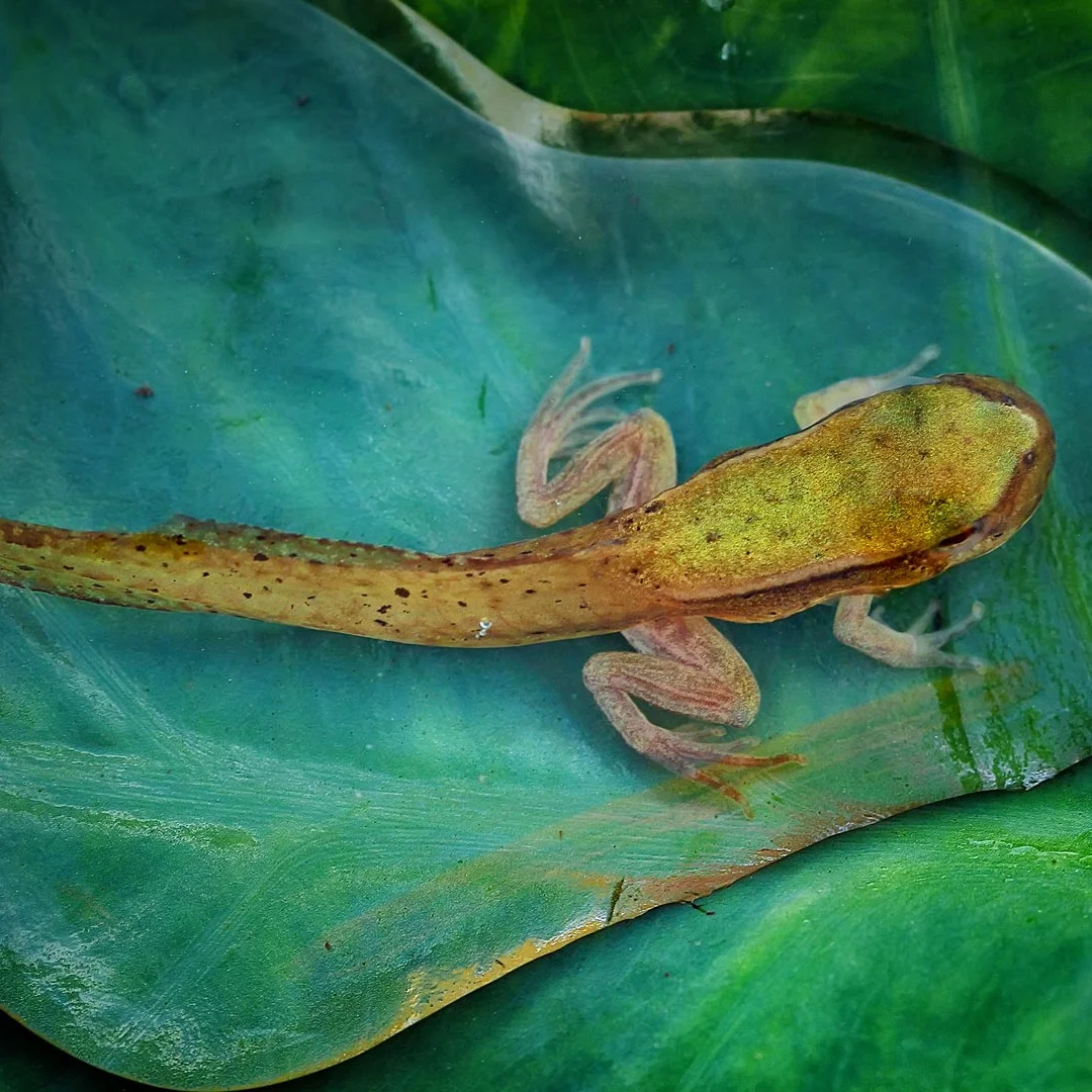 

E 9.66" For Lamborghini Gallardo 2004-2015 Screen Android14 Auto Stereo Car Gps Navigation Multimedia Player Radio Recorder Unit