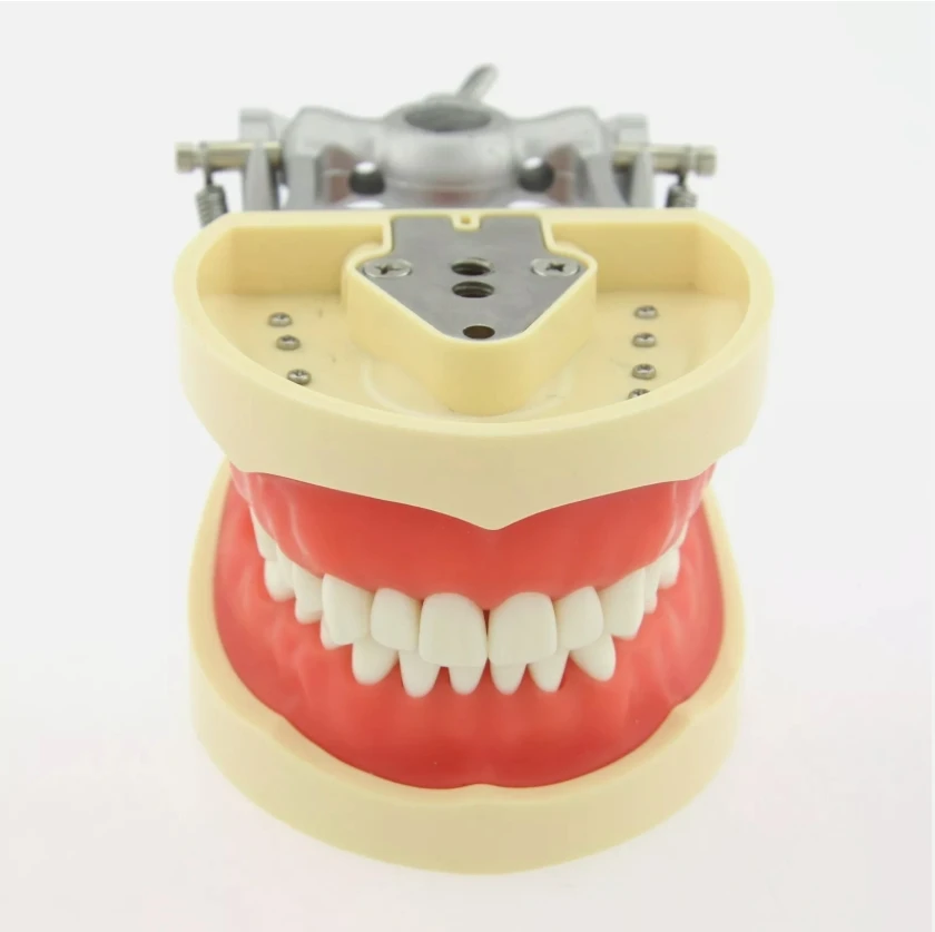 

Kilgore Nissin 200 Type Dental Practice Typodont Model 32pcs Removable Teeth