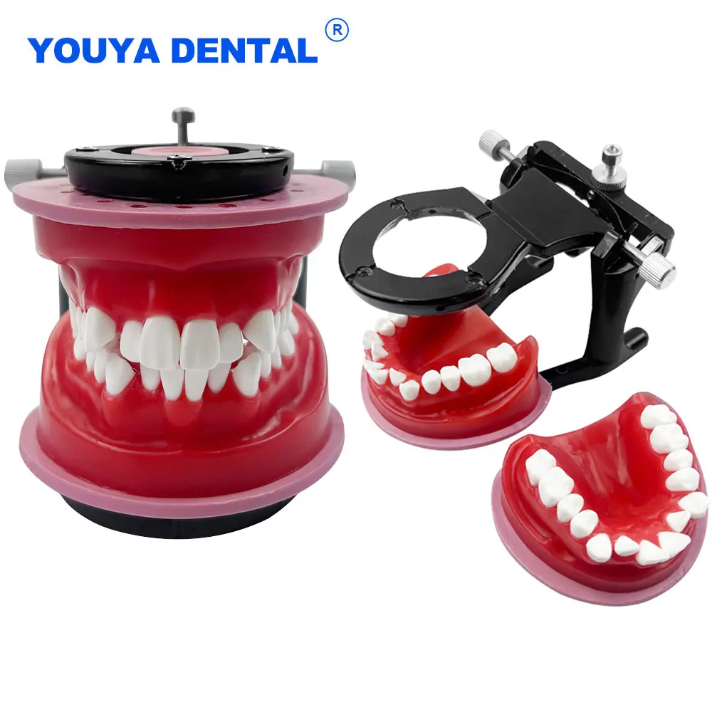 

Orthodontic Practice Model Dental Teeth Model with Red Wax Gum for Patient Teaching Study Communication Dentist Lab