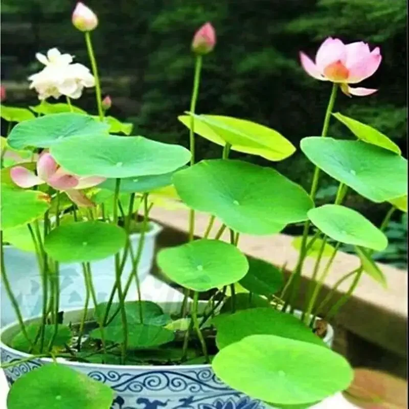 200g River Pond Mud Mud Lotus Pond Mud Flower Fertilizer Bowl Lotus Water Lotus Special Aquatic Plants Natural Nutrient Soil