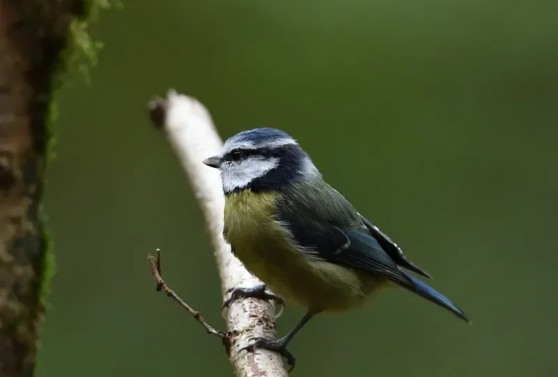 

BAYCKRC SWORDFISH 4IN1 ESC — 55A, прошивка AM32, Lipo 3-6S, для FPV Racing/Freestyle Drone и RC Car