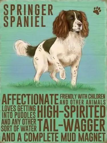 Springer Spaniel Dog Fridge Magnet Gift Retro Style Original Metal Sign Company