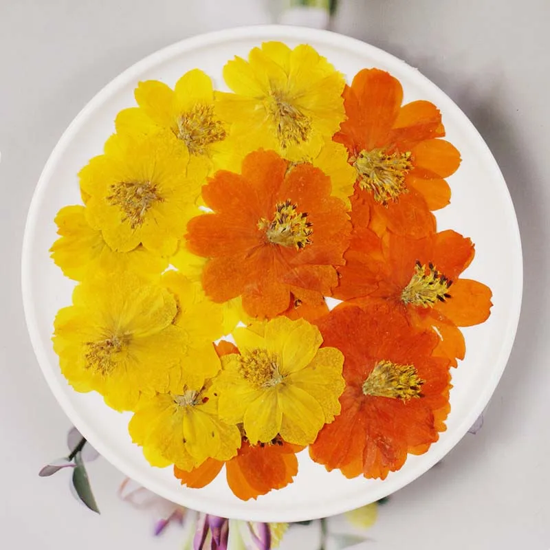 60pcs Pressed Dried Natural Cosmos Sulphureus Cav. Flower Plant Herbarium For Jewelry Postcard Phone Case Bookmark Scrapbook DIY