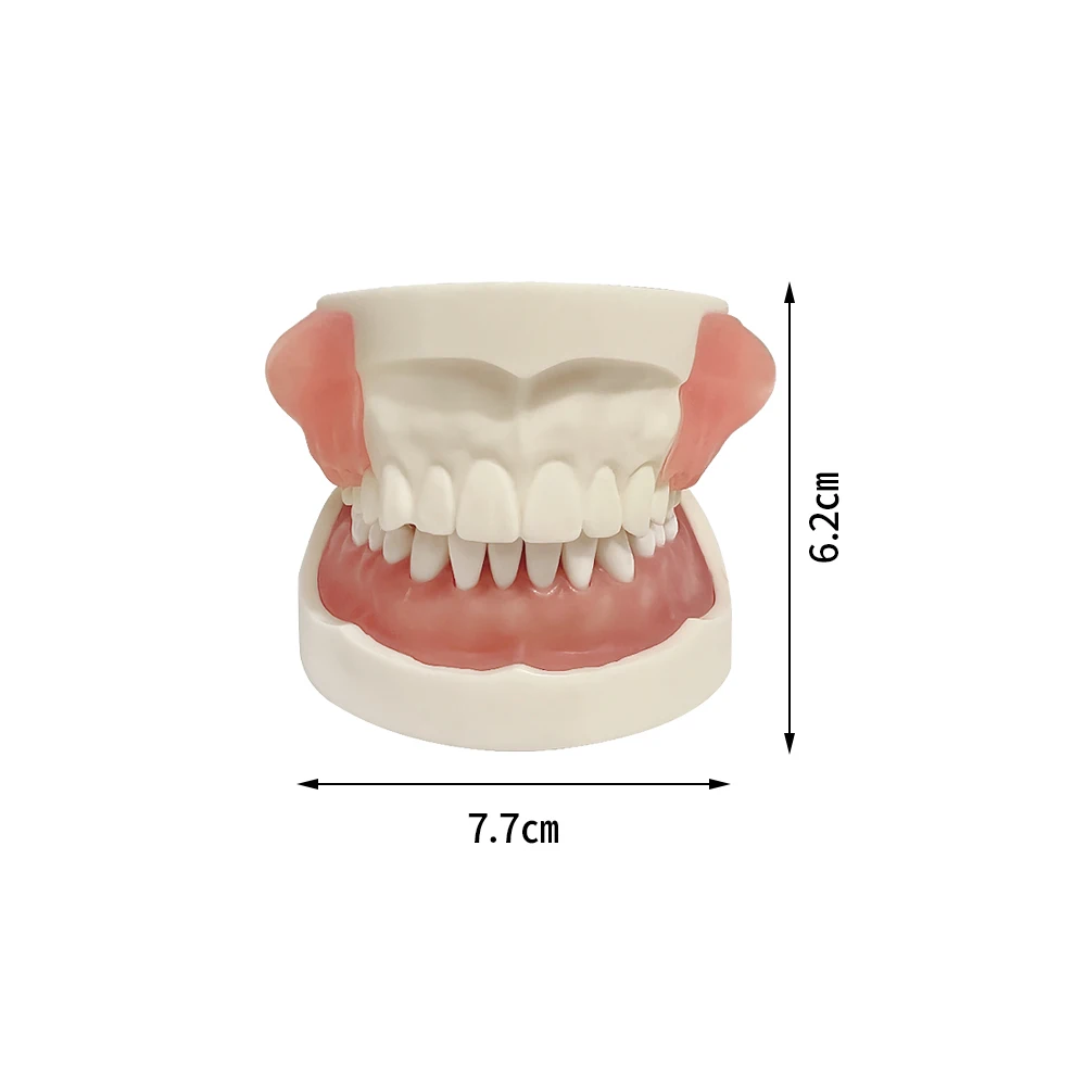 Dental Practice Model Abscess Incision Drainage Model With Removable Typodont Teeth Dentistry Equipment Dentist Student Training