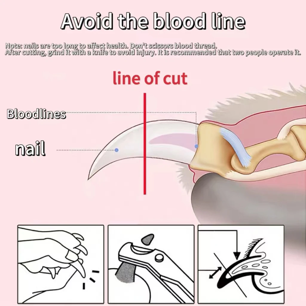 مقصات أظافر ببغاء الطيور ، مقصات الأظافر ، أدوات التجميل ، المنزل المبتدئ ، مقص الحيوانات الأليفة