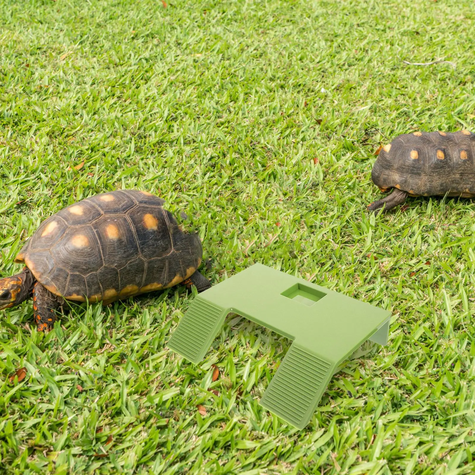 Plataforma de apoyo flotante para Tortuga, plataforma de escalada, tanque de tortuga, terraza para Tortuga, plataforma de apoyo para acuática