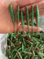 Green Lob