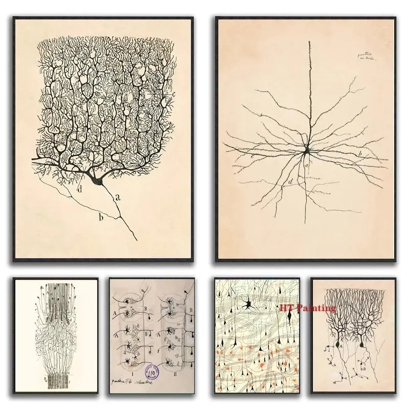 Vintage Brain Anatomy Neuron Drawing By Santiago Ramon y Cajal Poster Prints Wall Pictures Biology Canvas Painting Home Decor