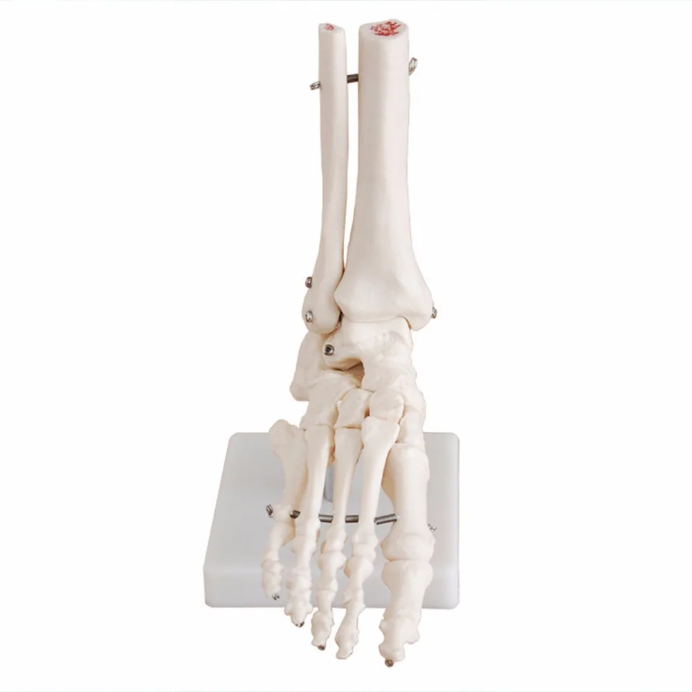 

Vertebral disc model 45 cm 1:1 adult flexible lumbar vertebra bending model human body model for massage yoga, etc.