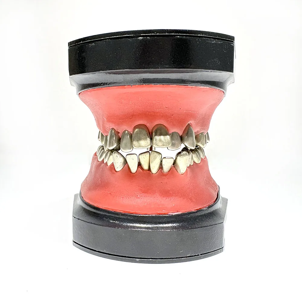 Dental Teaching Model TWax Form Teeth Model Typodont Occluder Dentistry Accessories False Teeth Educational Tools