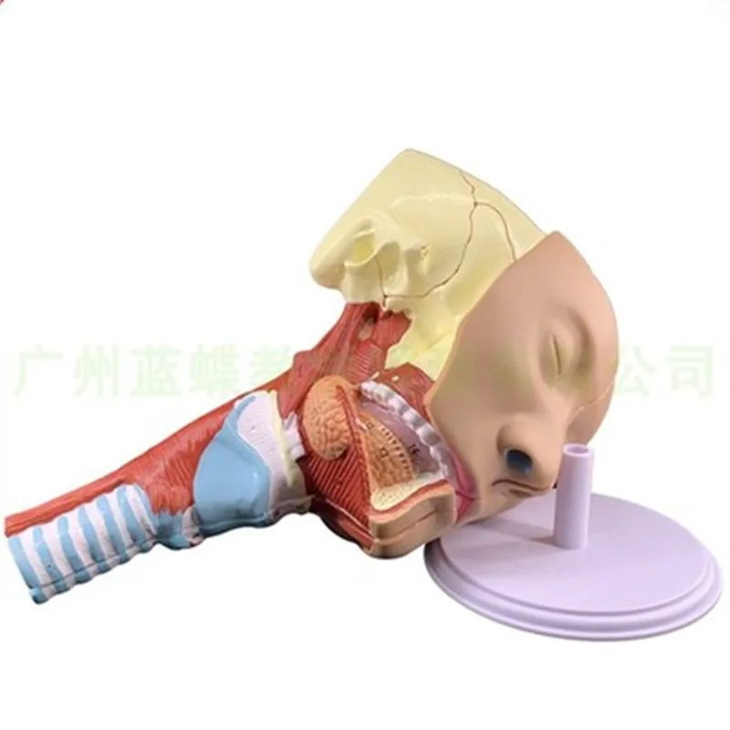 Pharyngeal Muscle Model Larynx Anatomy Model Throat Model Mouth and Nose Model Glossy Muscle Anatomy Head Model