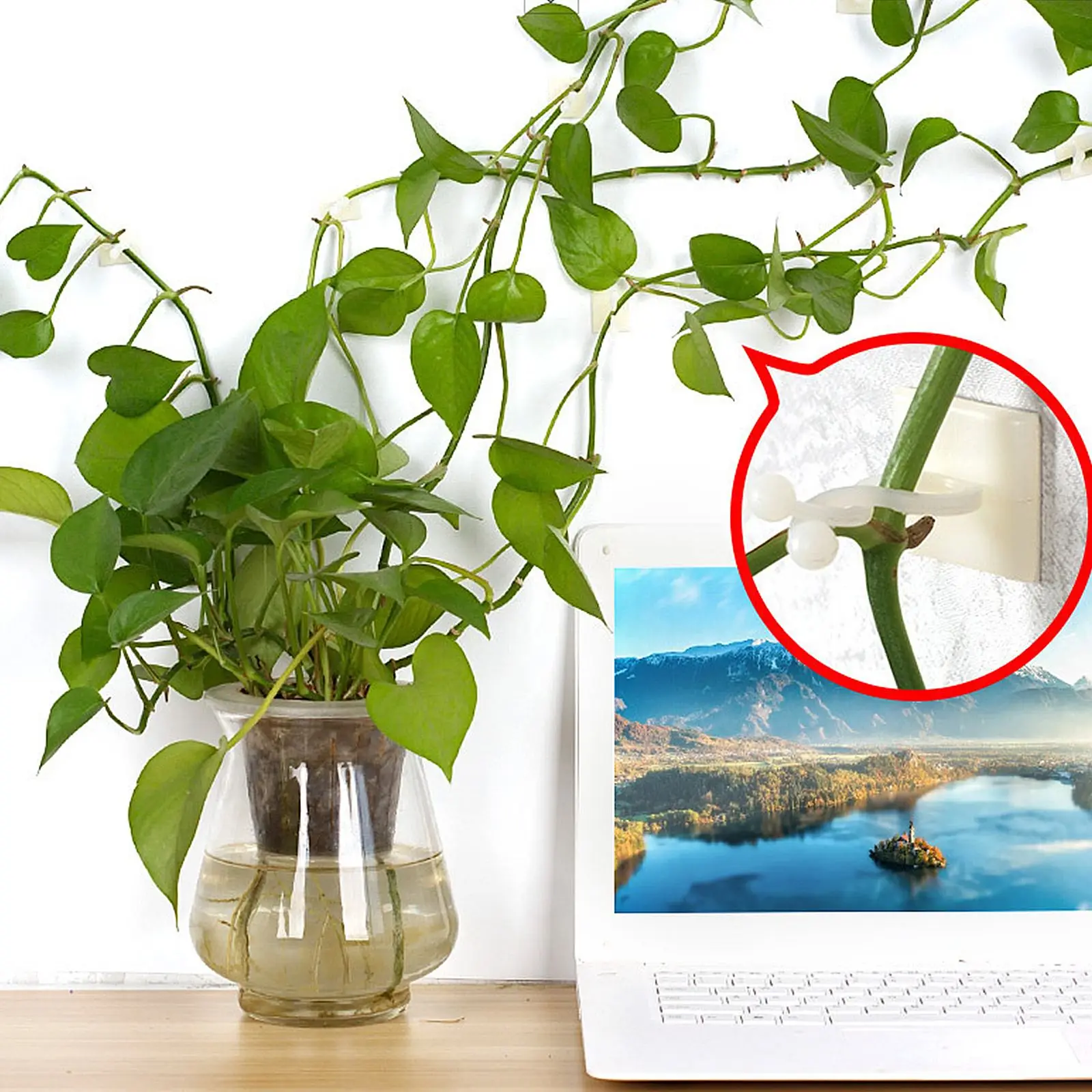 

Clips Plant Wall Cable Holder Wire Cord Plug Adhesive Clip Fixing Vines Hook Holders Sticky Vine Climbing Support Fixer For