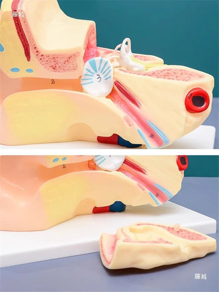 Kindergarten Scientific Inquiry Scientific Discovery Anatomy Recognition of Room Ear Model Laboratory Supplies Teaching Aids