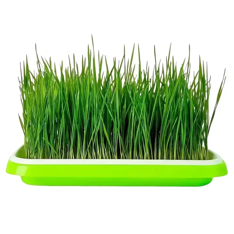 2026new home seed germination tray seedling planting pot wheatgrass cultivation soilless tray for gardening and agriculture