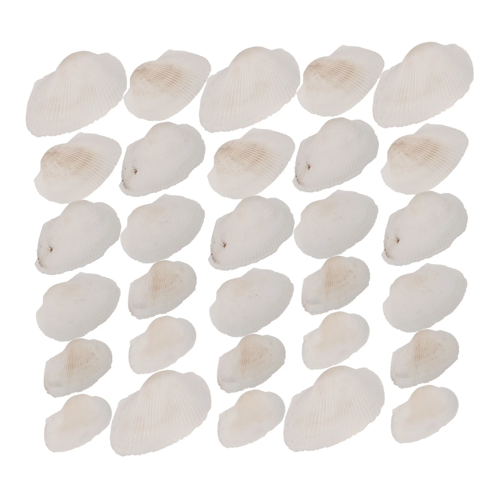 

Natural Seashells Decoration Large Quantity DIY Craft Material Smooth Surface Small Shells for Jewelry Making Beach Wedding