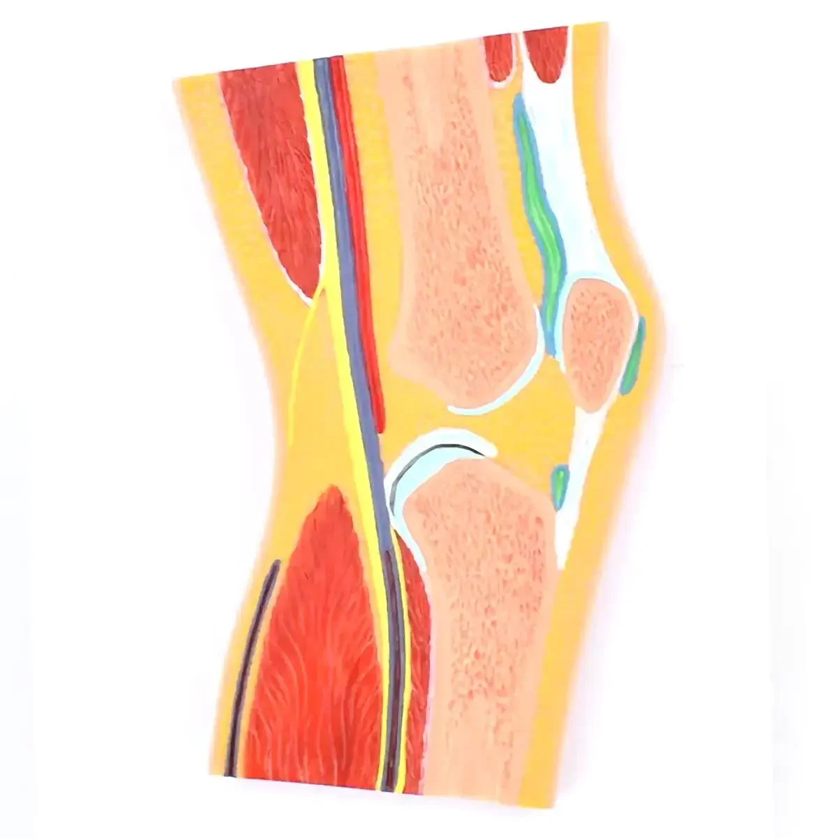 PVC Human 1 Part knee Joint Profile Model Medical Anatomical Models Teaching