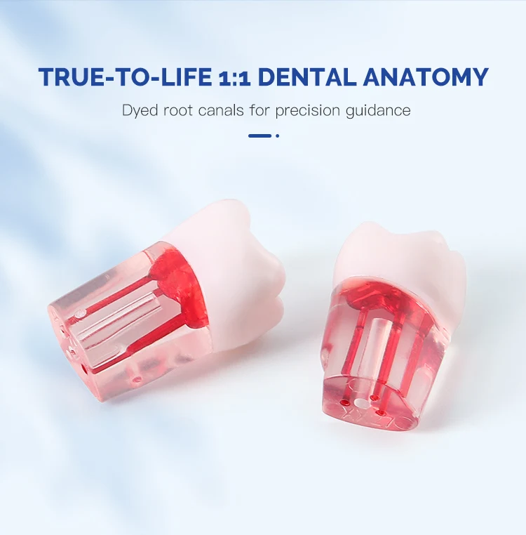 28-teiliges Set AZDENT Dental RCT Wurzelkanal-Übungsmodell Zähne Typodont Endo-Trainings- und Lehrmodell Endodontisches Harzzahnmodell – Detail 3