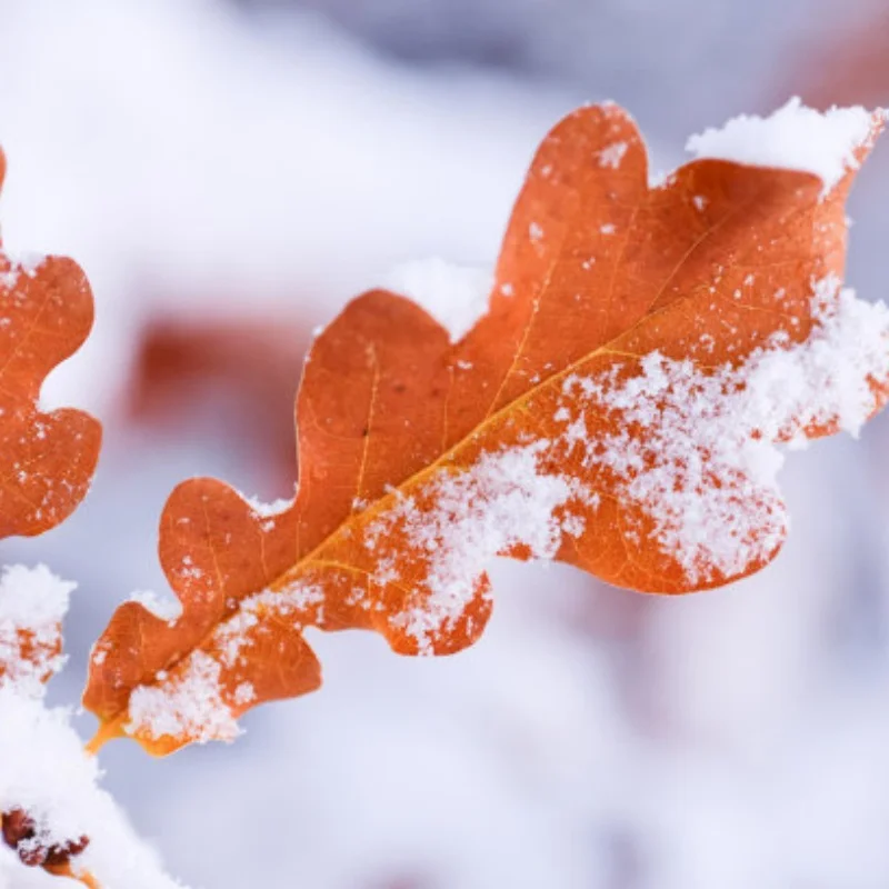 

Metal Differential Steel Gear for Trxs 1/10 Slash 4x4 Stampede Rustle 1/10 RC Car Upgrade Parts