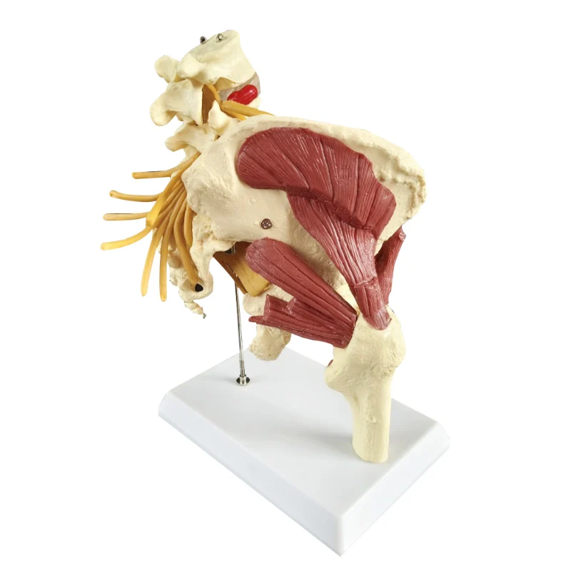 

1:1 Nerves Hip Joint Muscle Anatomy Model Removable Movable Femur Heads Product Manual Card for Medical Education Study