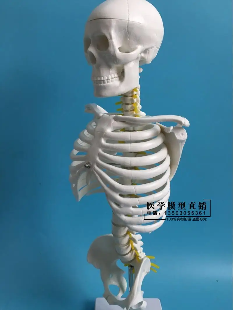 45CM human spine model cervical vertebra model thoracic vertebra structure lumbar intervertebral disc joint bone skeleton