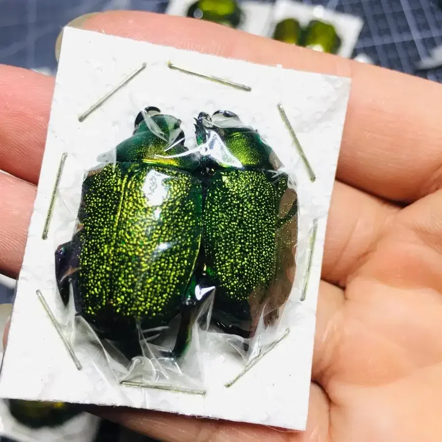 

Dicheros Bicornis Malayanus Золотая Черепаха Образец Настоящий Жук Паровые Насекомые Коллекция Фотографии Натуральный Подарок Домашний Декор