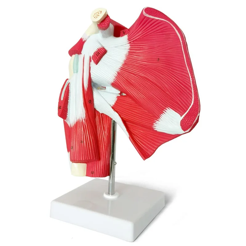 

AS96-Muscled Shoulder Joint Model - Shows Complete Shoulder Musculature From Rotator Cuff To Subscapularis Muscles