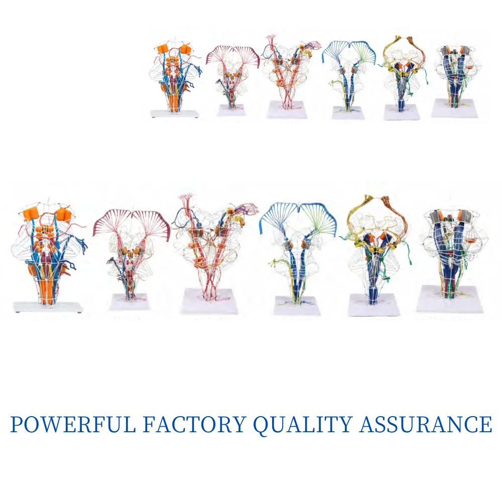 

Medical Science Teaching Tool for Brain Nerve Konch Brainstem Nuclei Nervorum Cranialium Cerebral Nucleus Conduction Tract Model