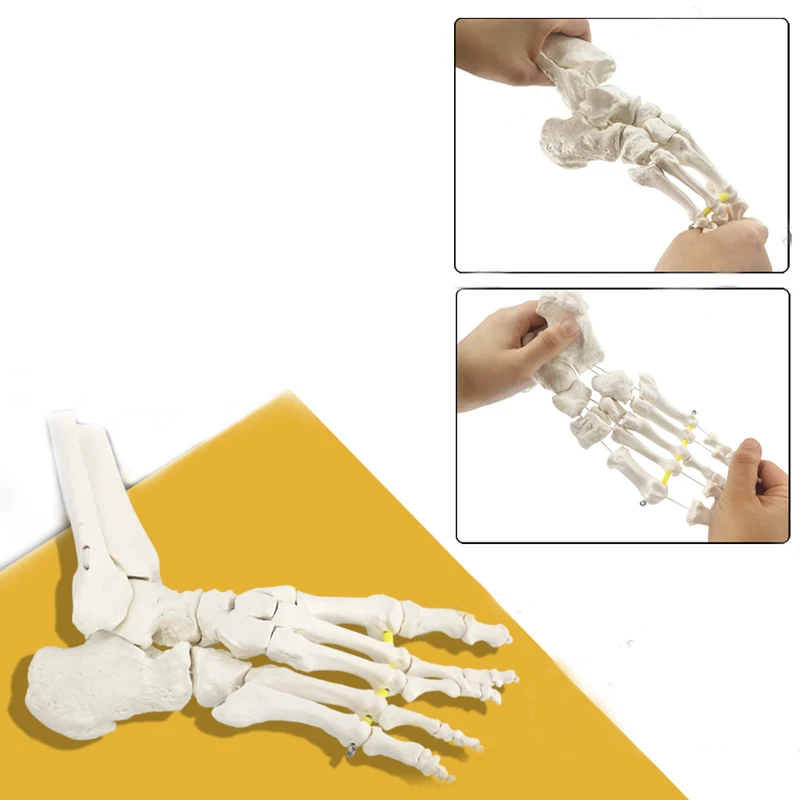 Bendable and separated foot bone model ankle joint exercise rehabilitation demonstration teaching aids simulation bone model