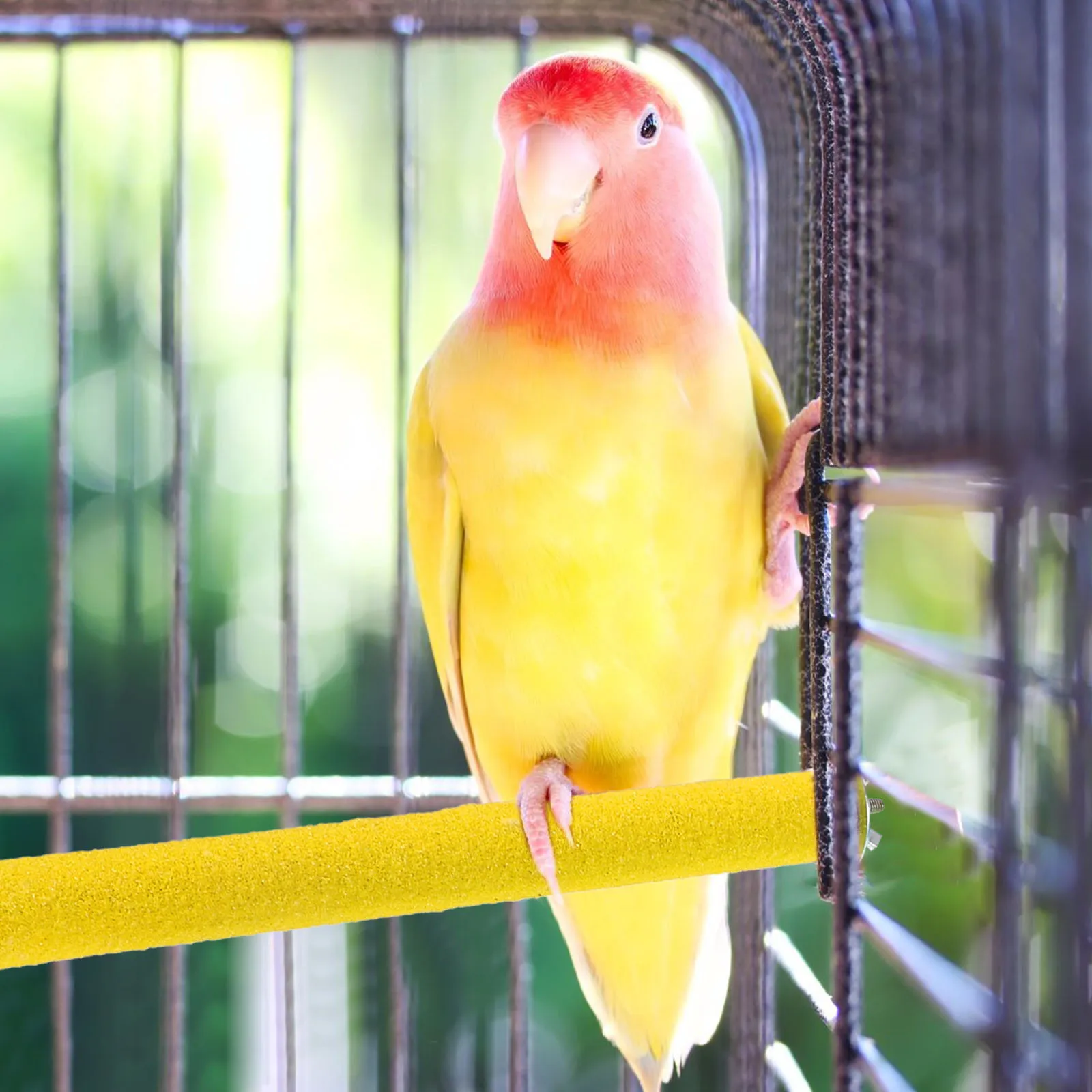 

10 Pcs Parrot Scrub Stick Bird Perch for Cage Toy Grinding Perches Parrots Stands