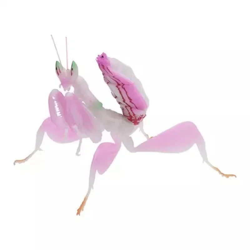 BANDAI figura de Gashapon de Japón, mapa de biología, orquídea, Mantis, modelo de insectos, cápsula Kawaii, juguetes, estatuilla para niños, regalo para niñas