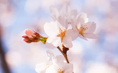 

4 шт. магнитных невидимых креплений для кузова + клипсы для радиоуправляемых дрифт-машинок 1/10 Trxs HSP Sakura Redcat