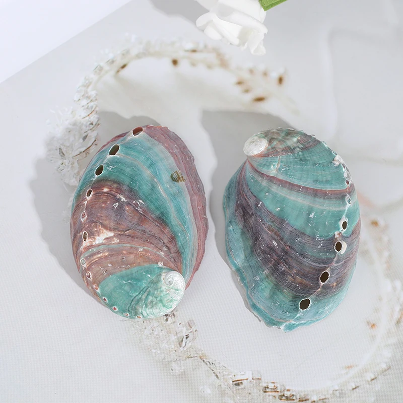 2pcs Abalone Shell Conch Shell Fish Tank Landscape DIY Handmade Material Painting Room Decoration Photography Props 6-7CM