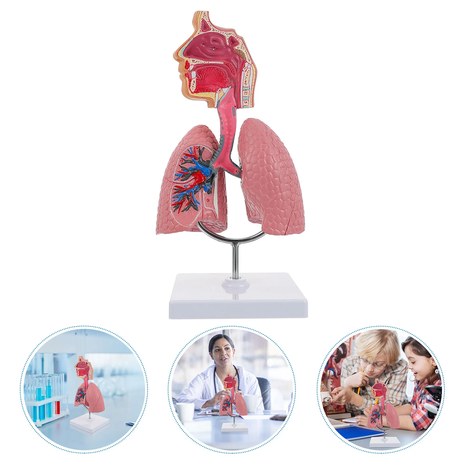 Respiratory System Model Teaching Lung Tool Vivid Human Body Toy Medical Pvc School Display