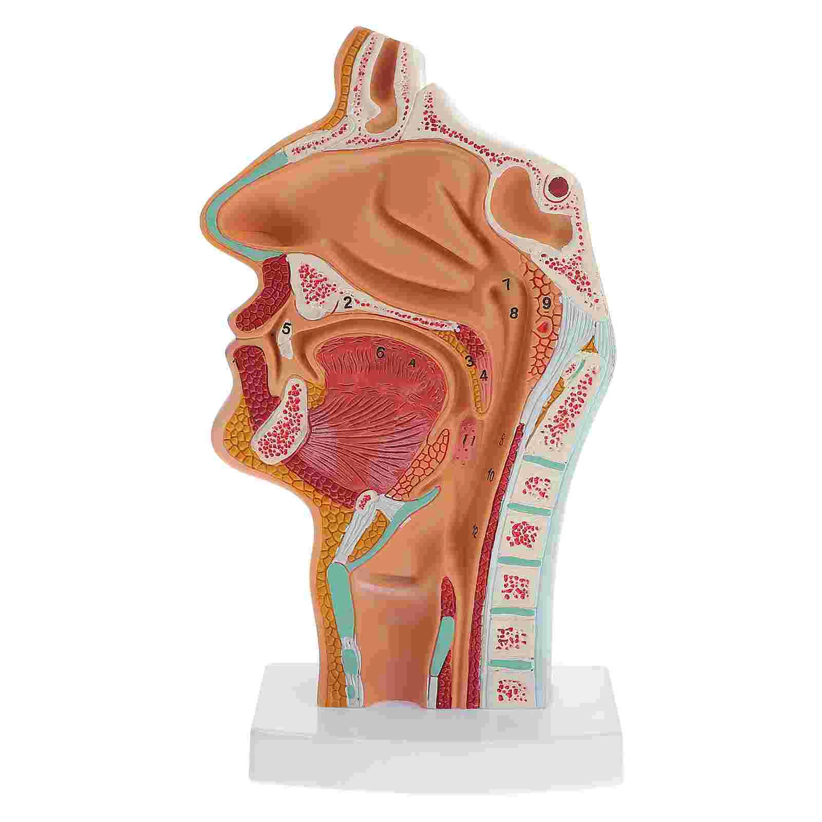 Modelo de anatomía bucal de la cavidad nasal humana para estudiantes de medicina Laringe normal y faringe Nariz Gola