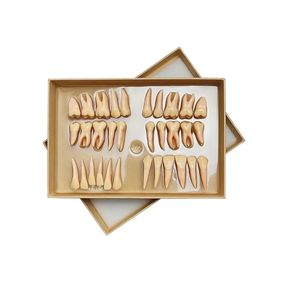 32 Pieces/set Dental 2.5x Carved Two-color Permanent Tooth Isolated Tooth Model Three-dimensional Isolated Tooth Teaching Model