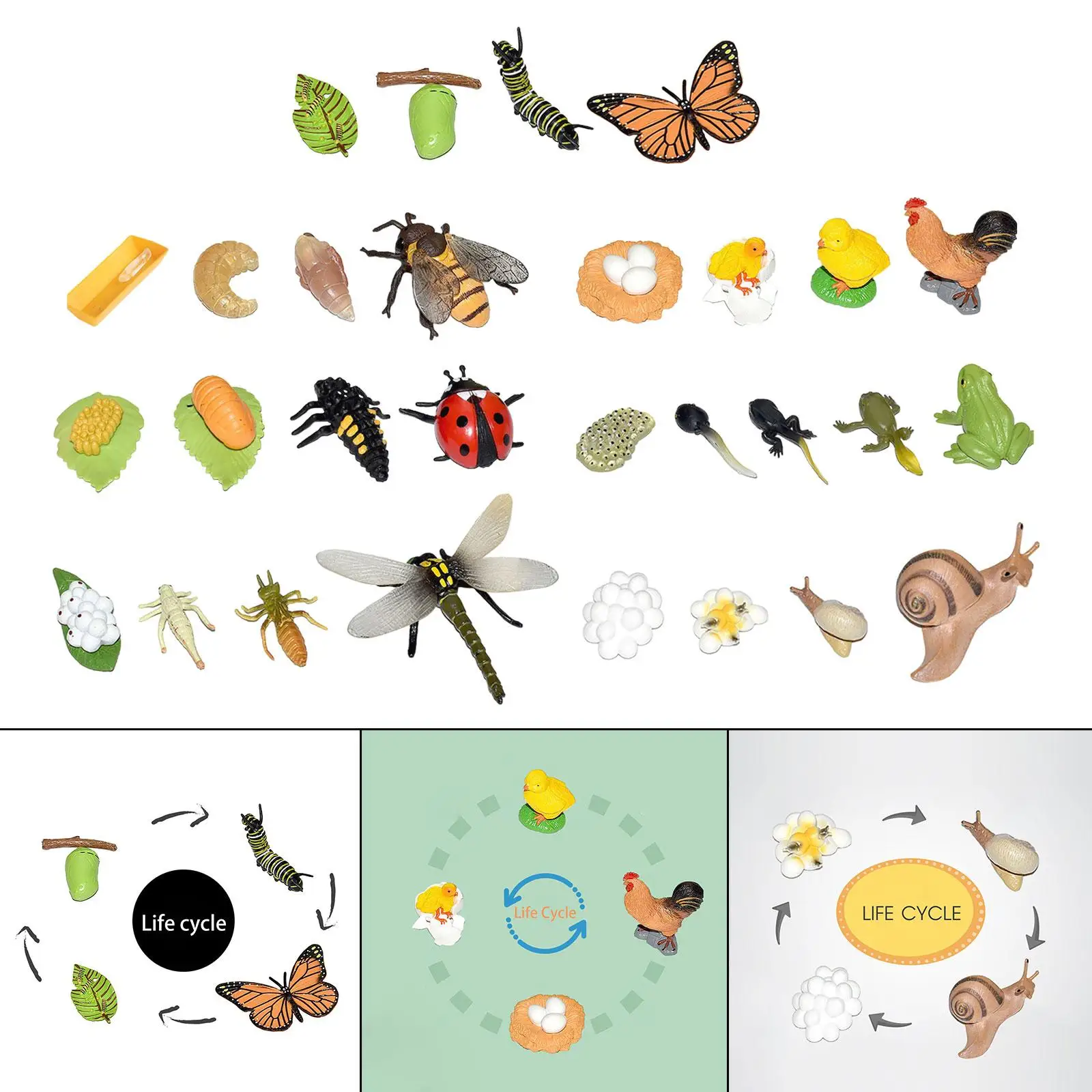 Figuras do ciclo do crescimento animal para a aprendizagem pré-escolar, modelo biologia, bolo Toppers