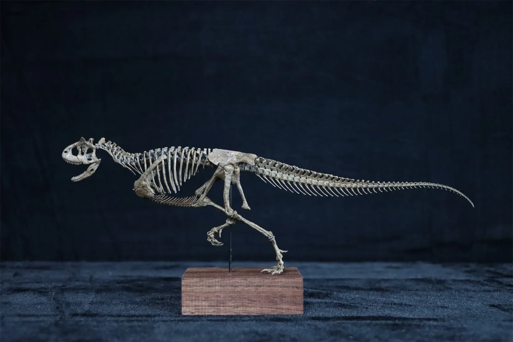 

VWUVWU 1/20 Carnotaurus Dinosaur Skeleton Model Abelisauridae Animal Collector GK Desk Decoration Adult Painted Gift Toys