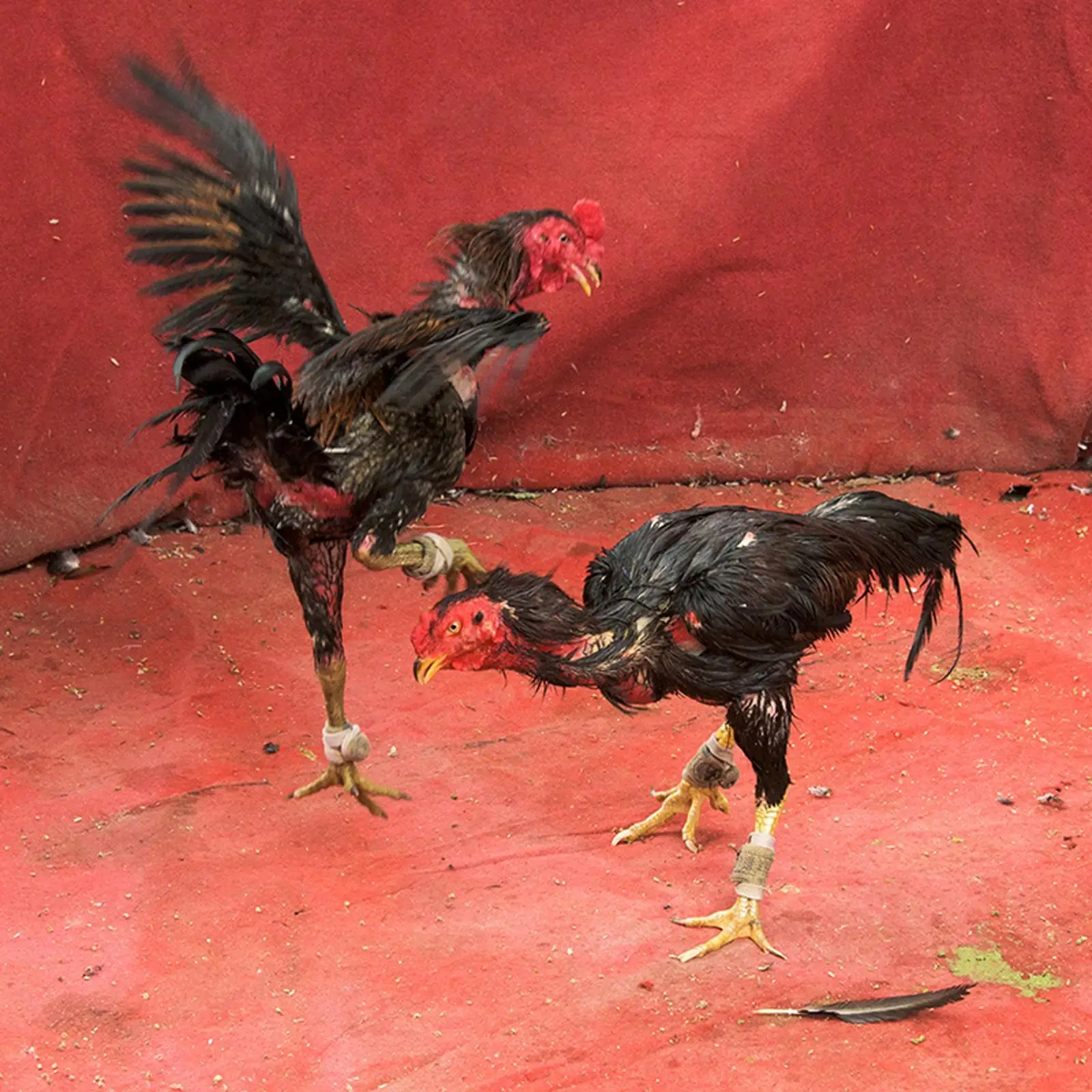 Cockfighting Supplies Chicken Fighting Accessories Farm Equipment