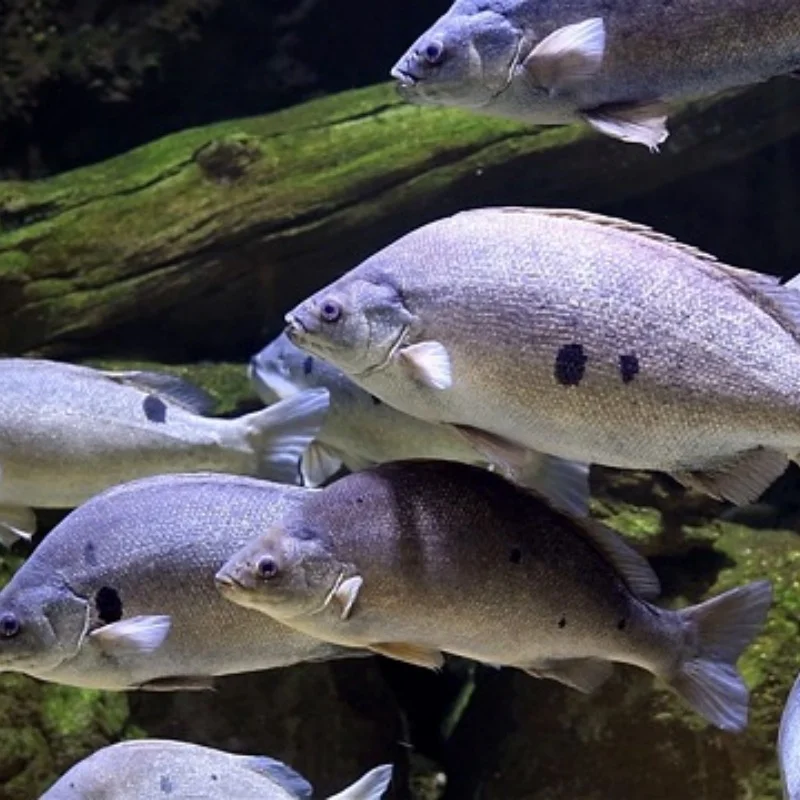 MJX R/C 하이퍼 고 20208 미니 1/20 R/C 자동차/트럭 예비 부품 도그 본/CVD 부품